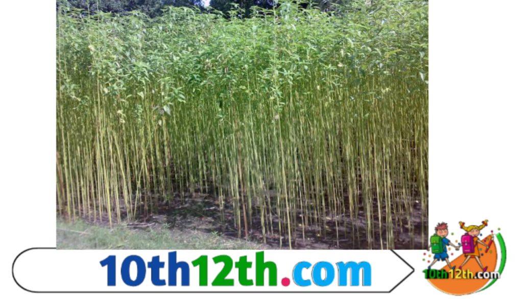 शीत ऋतु की फसलें रबी कहलाती है। इन फसलों की बुआई के समय कम तापमान तथा पकते समय खुश्क और गर्म वातावरण की आवश्यकता होती है।